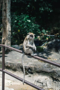 Monkey looking away in forest