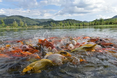 View of koi fish in lake