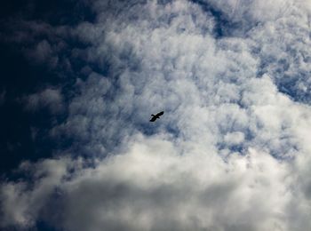 Low angle view of silhouette birds flying in sky