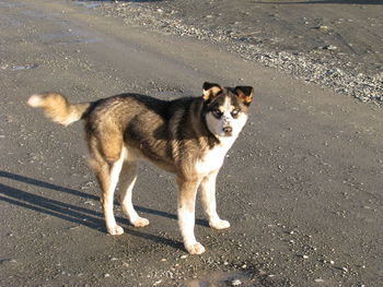 High angle portrait of dog