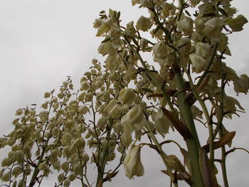 Low angle view of leaves on tree