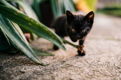 Portrait of kitten by plants on footpath