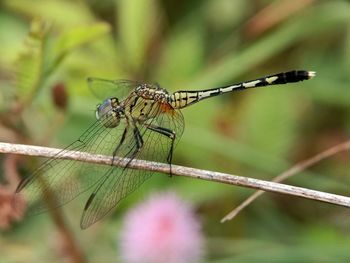 Close-up of dragonfly on plant