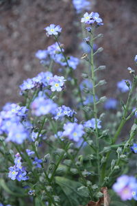 Close-up of purple flowering plants