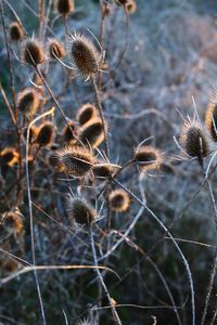 Close-up of dried thistle flowers on field