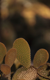 Close-up of prickly pear cactus