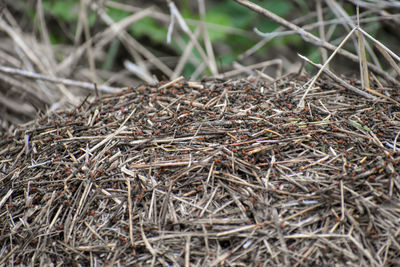 Close-up of dried plant on field