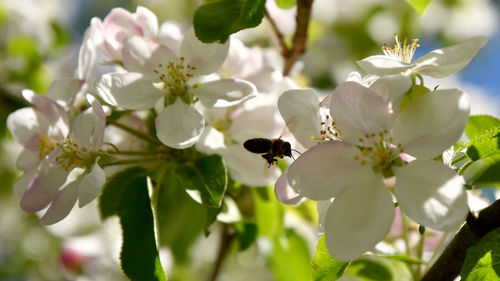 Close-up of bee on white cherry blossom