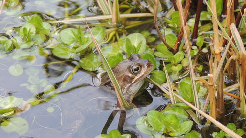 Close-up of frog in water