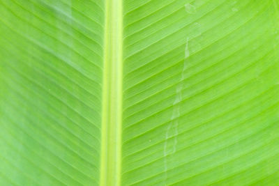 Full frame shot of palm leaf