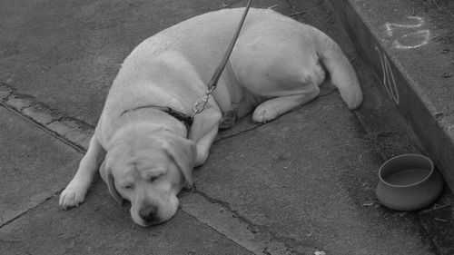 High angle view of dog sleeping outdoors