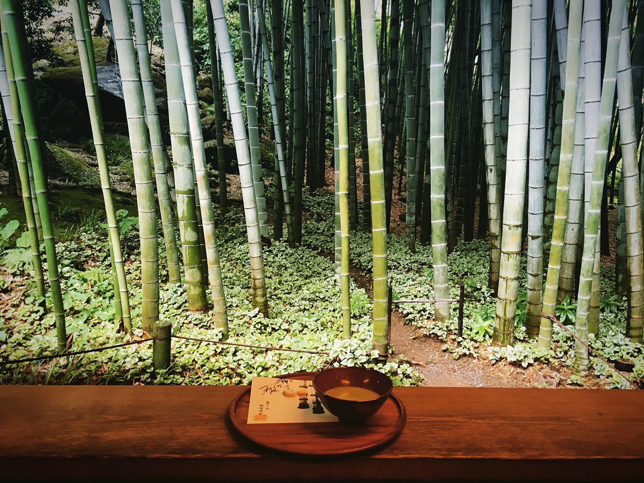 nature, no people, tree, day, forest, growth, beauty in nature, bamboo - plant, outdoors, close-up