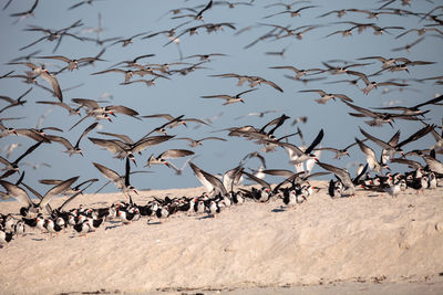 Flock of black skimmer terns rynchops niger on the beach at clam pass in naples, florida