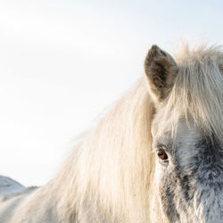 Close-up of horse