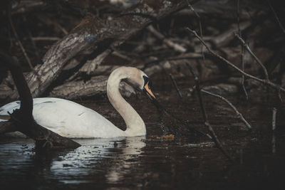 Swan swimming in lake