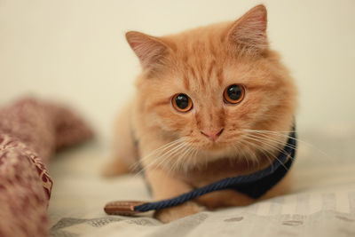 Close-up portrait of a cat