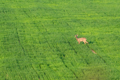 View of green running on grassy field