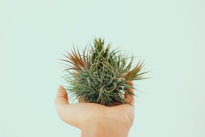 Cropped image of hand holding leaf over white background