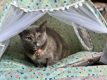 Close-up of cat in a cat bed 