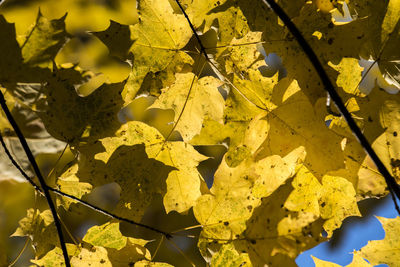 Close-up of leaves on plant during autumn