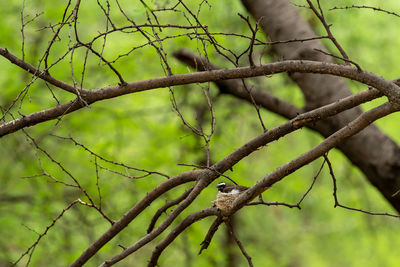 Close-up of bird perching on branch