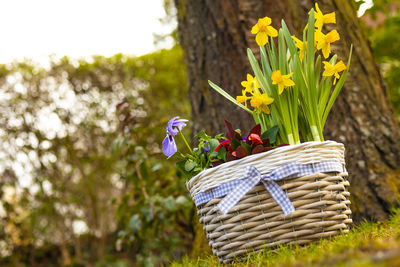 Close-up of fresh yellow flowers in basket