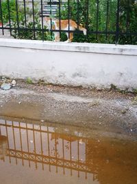 Reflection of railing in puddle