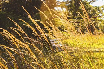 Trees growing on field