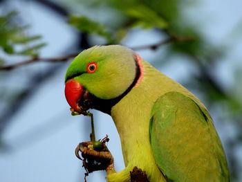 Red ringed-parakeet