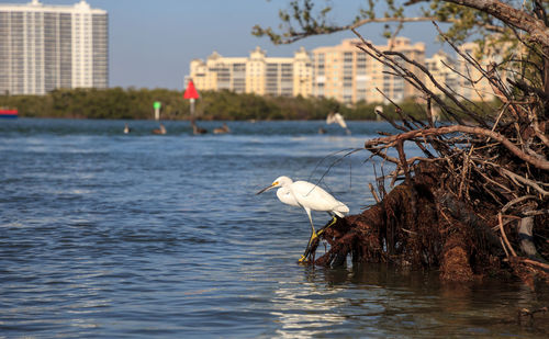 Snowy egret egretta thula bird hunts for fish in the ocean at delnor-wiggins pass state park