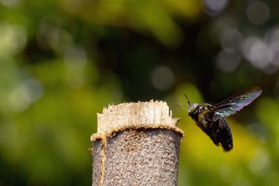 Close-up of insect