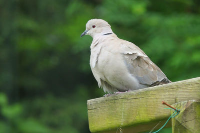 Close-up of bird perching on wooden post