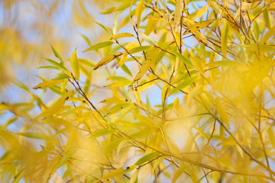 Close-up of yellow flowering plant against sky