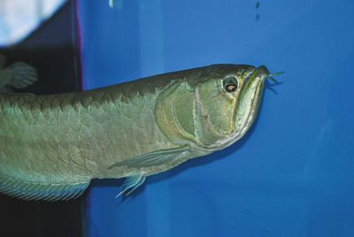 Close-up of fish swimming in aquarium