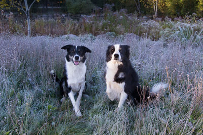 Portrait of dogs on land
