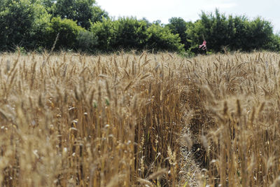 Wheat growing on field