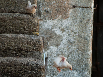 View of two ducks against wall