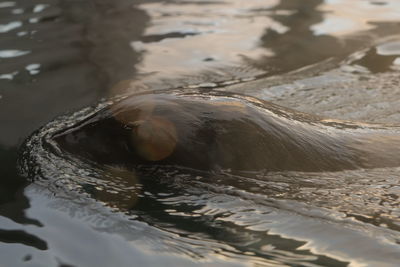 High angle view of sea lion