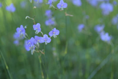 Close-up of purple flowering plants on field