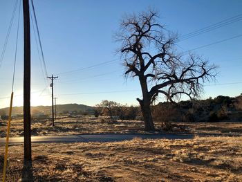Trees on field against clear sky
