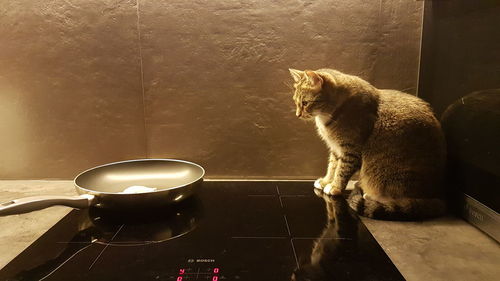 The cat is waiting for food
