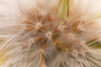 Full frame shot of white dandelion