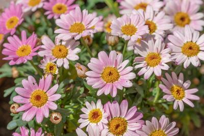 Close-up of pink flowers