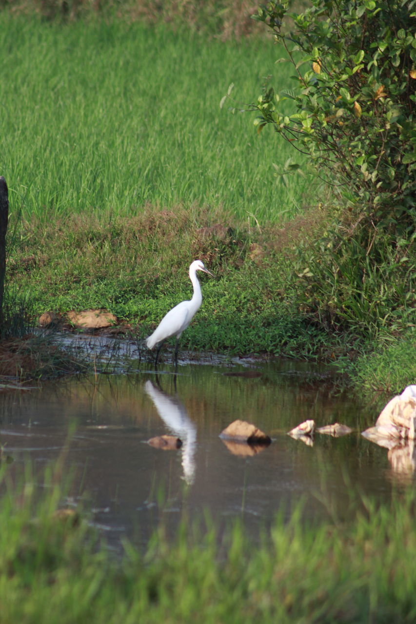 plant, nature, wildlife, animal, animal themes, tree, bird, day, no people, animal wildlife, water, land, forest, outdoors, green, group of animals, jungle, grass, beauty in nature, growth, woodland, wilderness, leaf, water bird