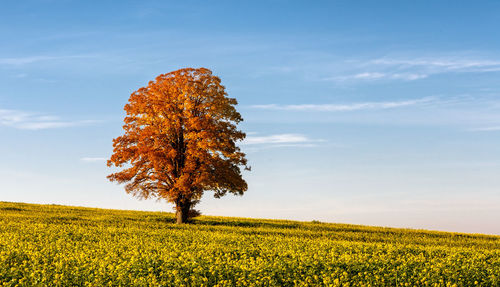 Tree on field against sky