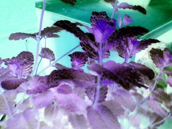 Close-up of purple flowers