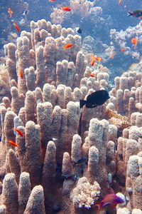 Close-up of coral in sea