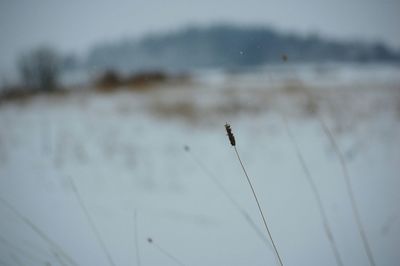 Close-up of plant against white background