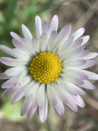 Close-up of white flower