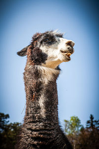 Close-up of a horse looking away against clear sky